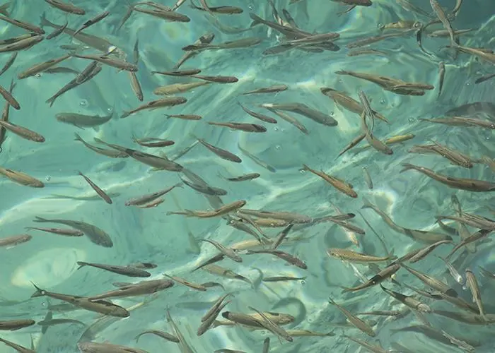 Aller Aqua is using phospholipids to ensure that fry feed has adequate fatty acids Photo: Aller Aqua