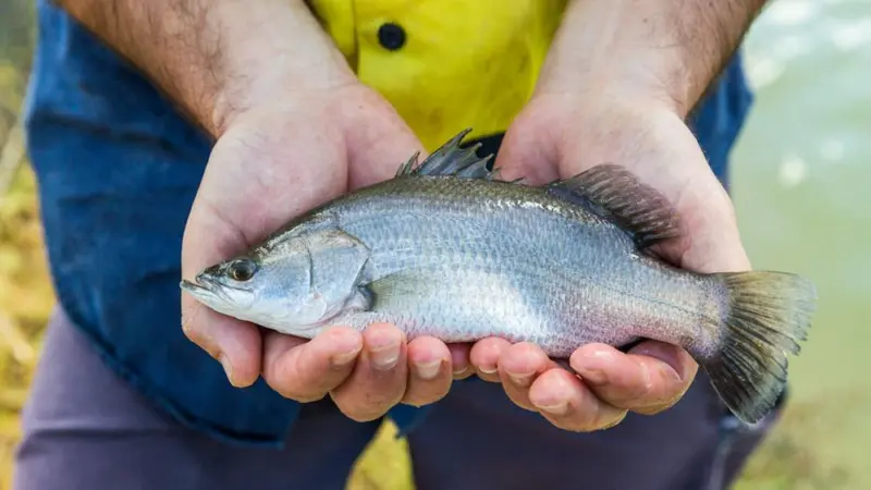 Skretting has a new model to assist barramundi farming Photo: Skretting