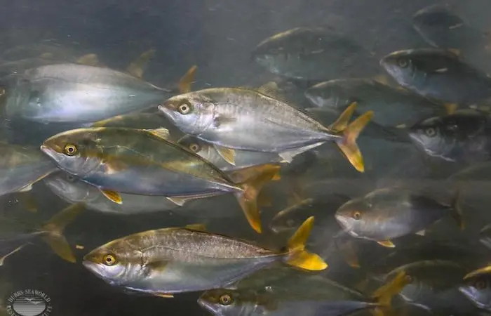 Farm-Raised California yellowtail at Hubbs-SeaWorld Research Institute Photo: Hubbs-SeaWorld Research Institute