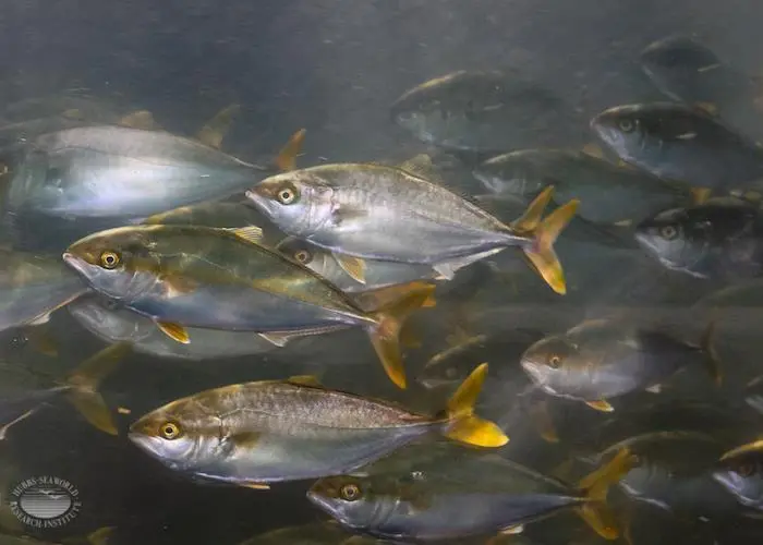 Farm-Raised California yellowtail at Hubbs-SeaWorld Research Institute Photo: Hubbs-SeaWorld Research Institute