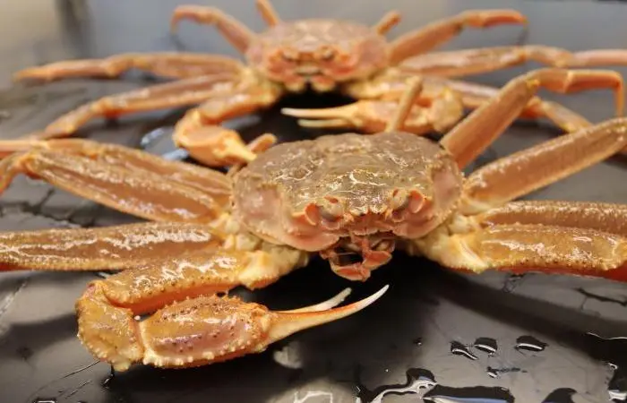 Snow crab populations are changing as a result of temperate change in the Bering Sea Photo: NOAA