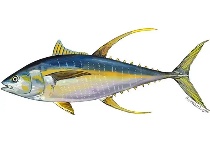 yellowfin tuna