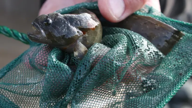 A Sustainable Solution to Aquaculture?
