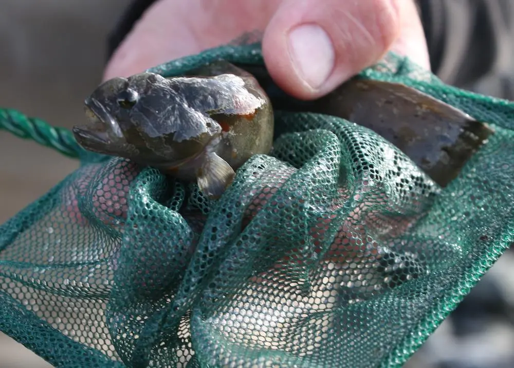 A Sustainable Solution to Aquaculture?