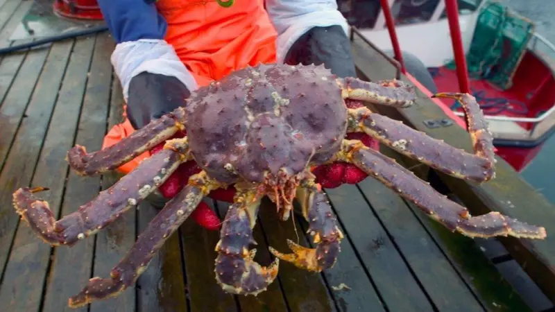 king crab