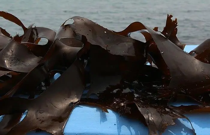 Sustainable kelp and hiziki are on the menu Photo: Freddy An