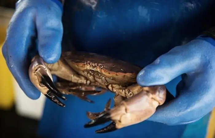 Shellfish is the UK’s most valuable seafood product