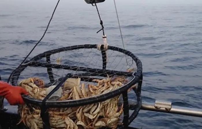 Dungeness crab season delay