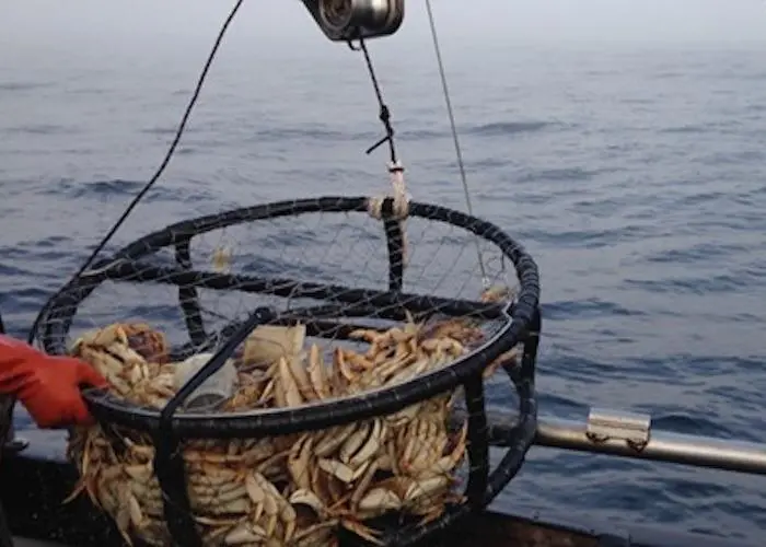 Dungeness crab season delay