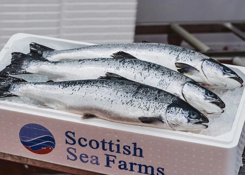 The RAS hatchery at Barcaldine cost £58 million Photo: Scottish Sea Farms