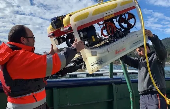 The Seaeye Falcon at work Photo: Saab Seaeye