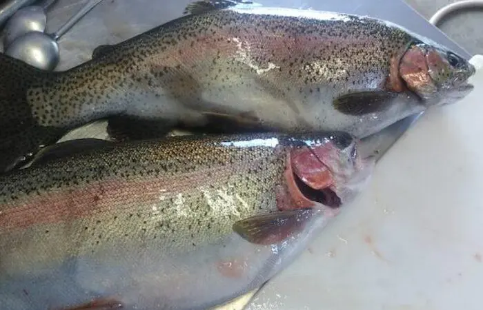 Farmed rainbow trout is on the menu in Western Australia Photo: WAFIC