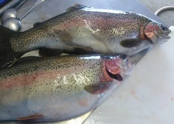 Farmed rainbow trout is on the menu in Western Australia Photo: WAFIC