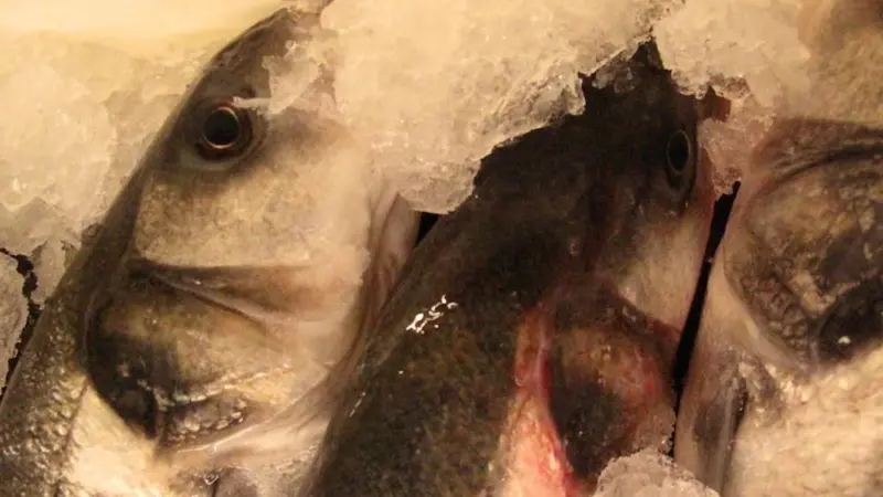 UK seafood exports hit border turmoil
