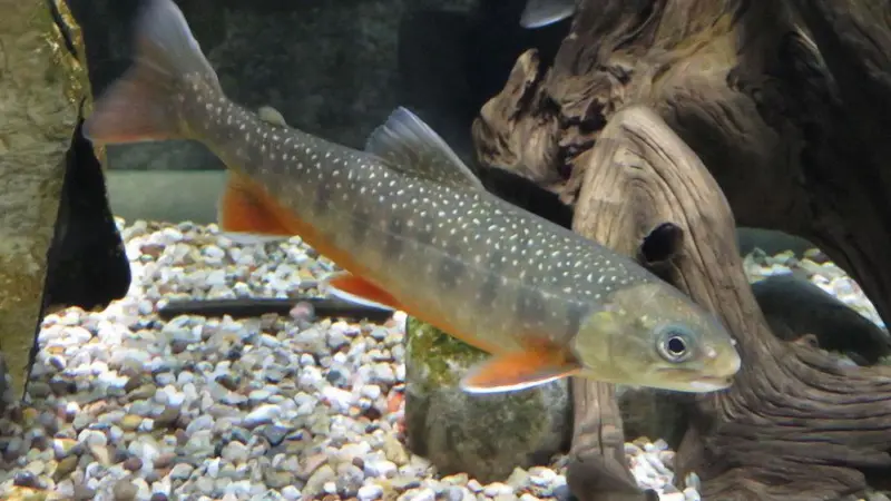 Climate change linked to Arctic charr decline