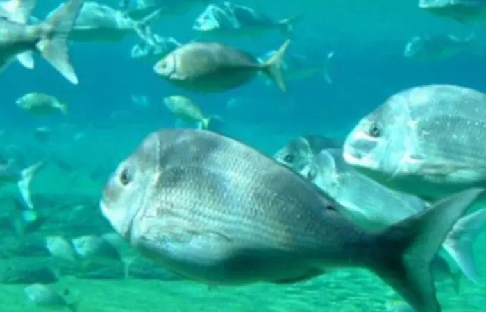 Snapper boost for South Australia
