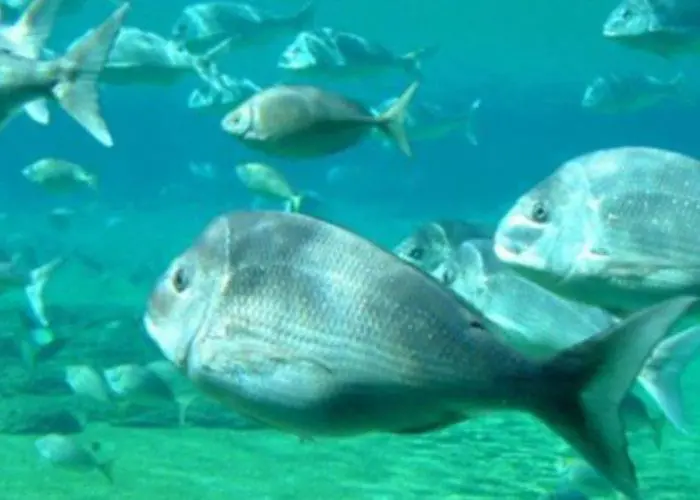 Snapper boost for South Australia