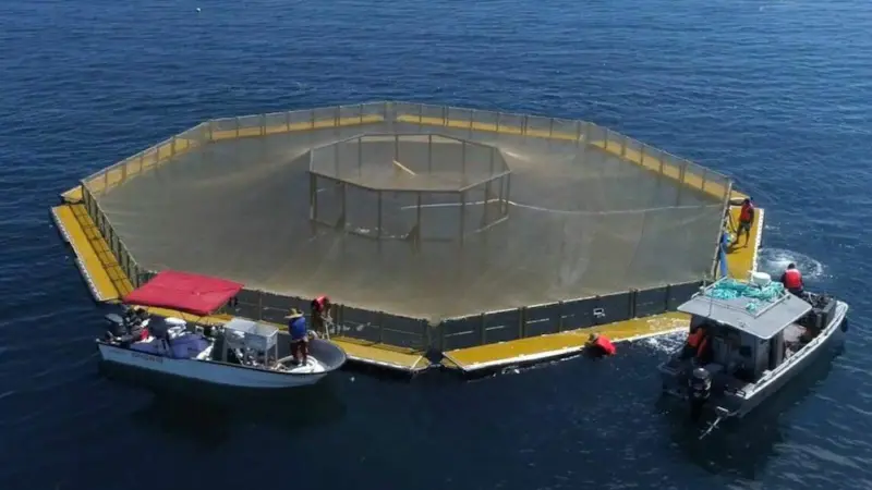 Innovasea has welcomed the authorisation of finfish mariculture in federal waters Photo: Innovasea