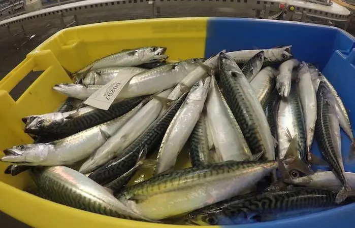 A recent study has shown that Scottish pelagic fish have a low carbon footprint