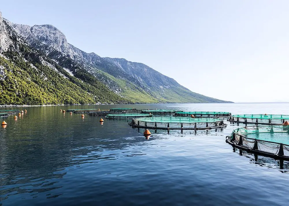 Avramar – a fresh journey for Mediterranean aquaculture Photo: Avramar
