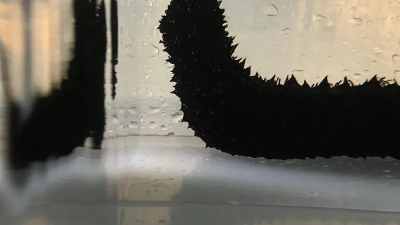 Sea cucumbers offer environmental solution
