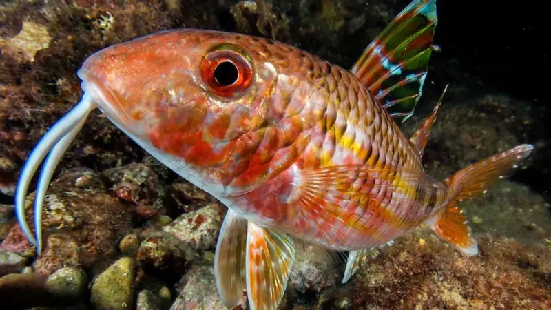 Working groups from the GFCM have met to discuss stock levels in the Mediterranean Photo: GFCM