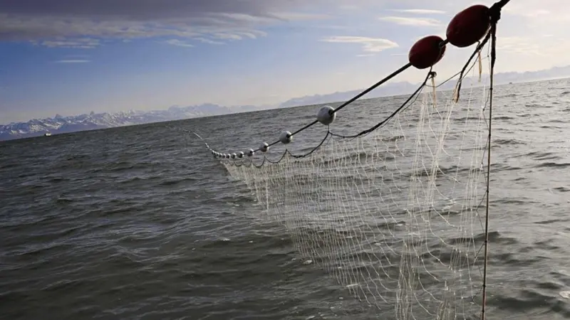 pelagic drift net fishing