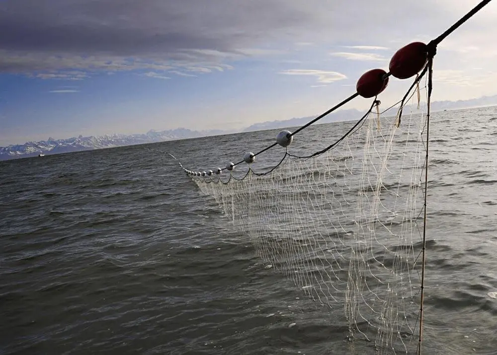 pelagic drift net fishing