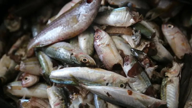 IUU fishing