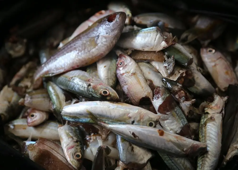 IUU fishing