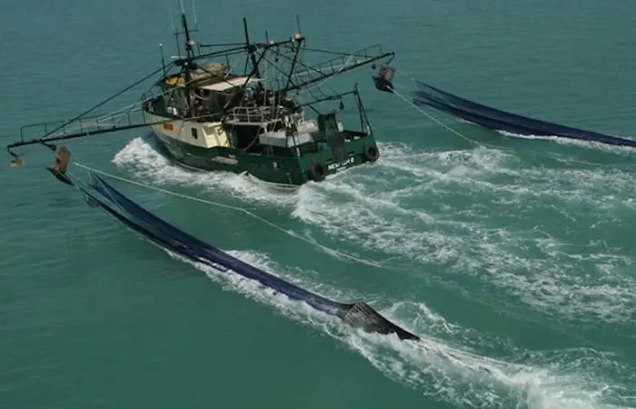 Redleg banana prawns are caught in the remote Joseph Bonaparte Gulf Photo: AFMA