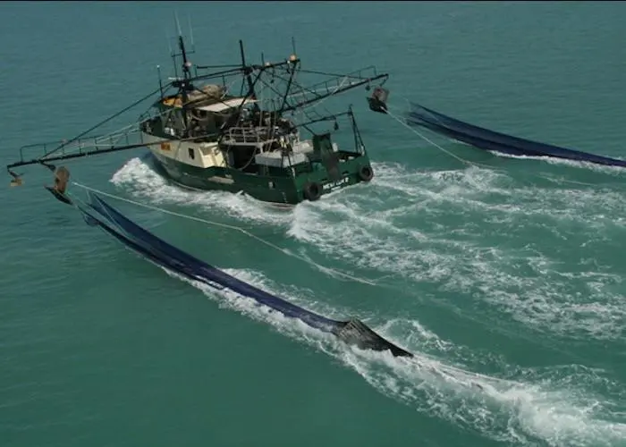 Redleg banana prawns are caught in the remote Joseph Bonaparte Gulf Photo: AFMA