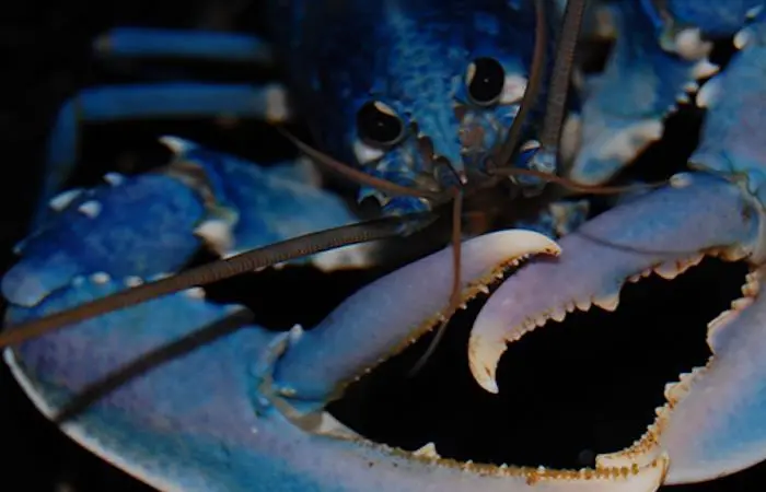 Lobster at Orkney Shellfish Hatchery have hatched three months earlier than expected Photo: Orkney Shellfish Hatchery