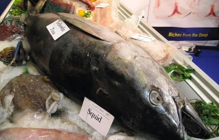 The IOTC must enforce a ban on driftnets in the Indian Ocean, says OPAGAC