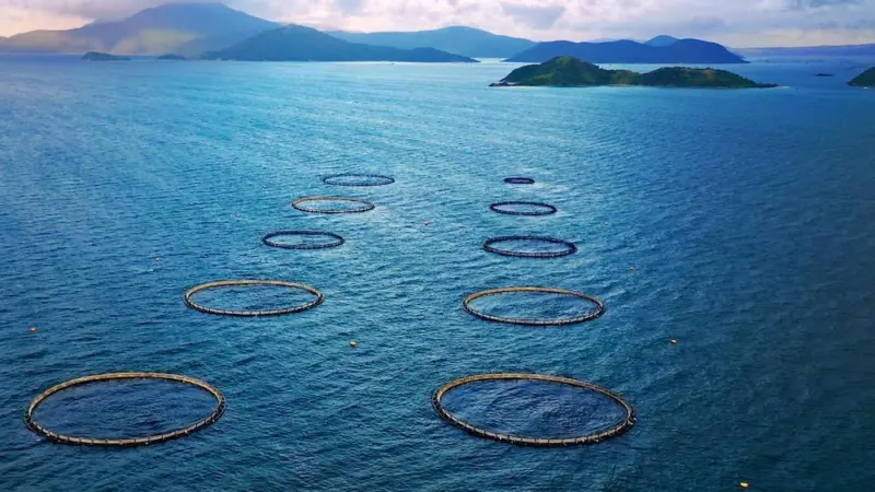 Australis Aquaculture’s barramundi has been certified as sustainable by the ASC Photo: Australis Aquaculture
