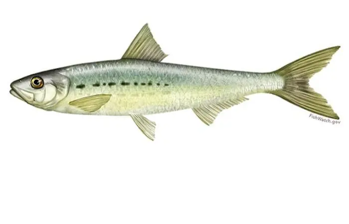 Northern stocks of Pacific sardine are moving further north as the ocean warms