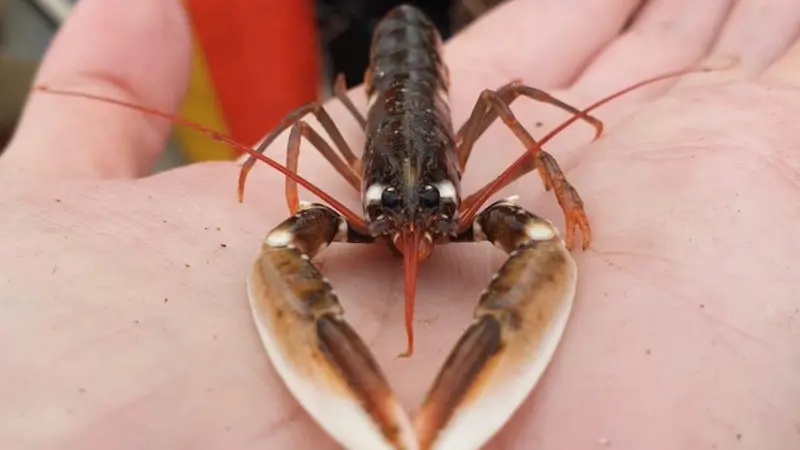 Rearing salmon and lobster side-by-side?