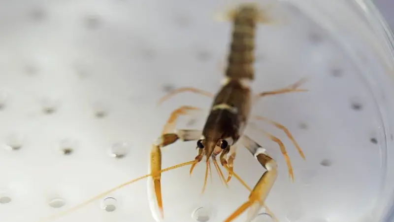 European lobster has a far greater survival rate when farmed Photo: Ocean On Land Technology