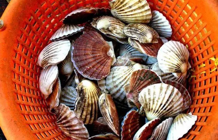 Are you affected by the live bivalve mollusc ban? Photo: Marine Scotland