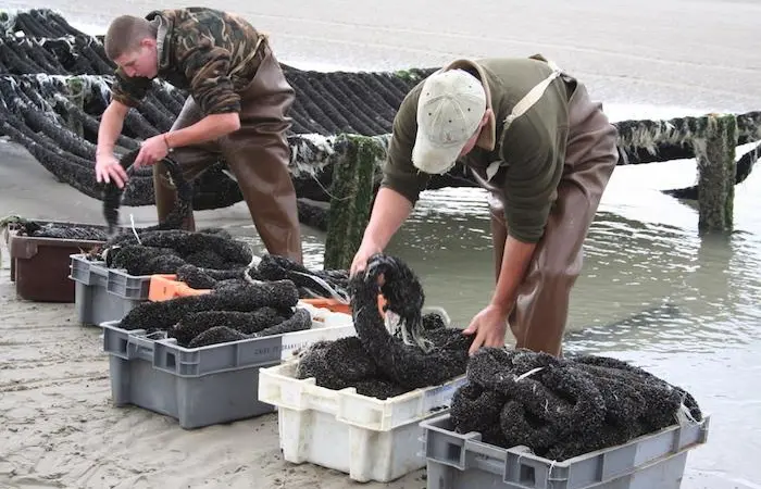 Aquaculture boost