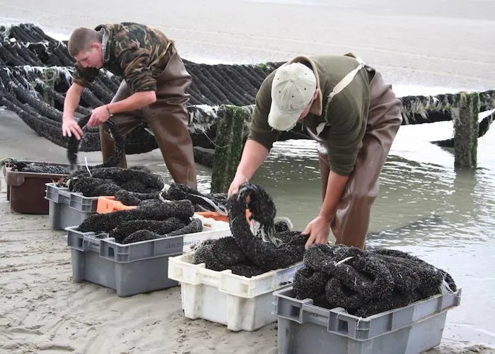 Aquaculture boost