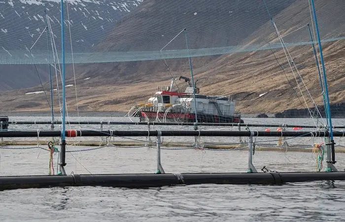 Taking the stress out of salmon transfers