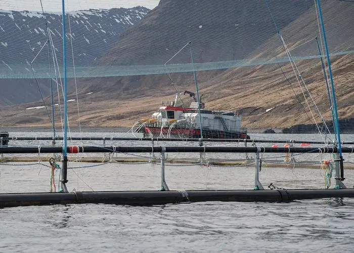 Taking the stress out of salmon transfers