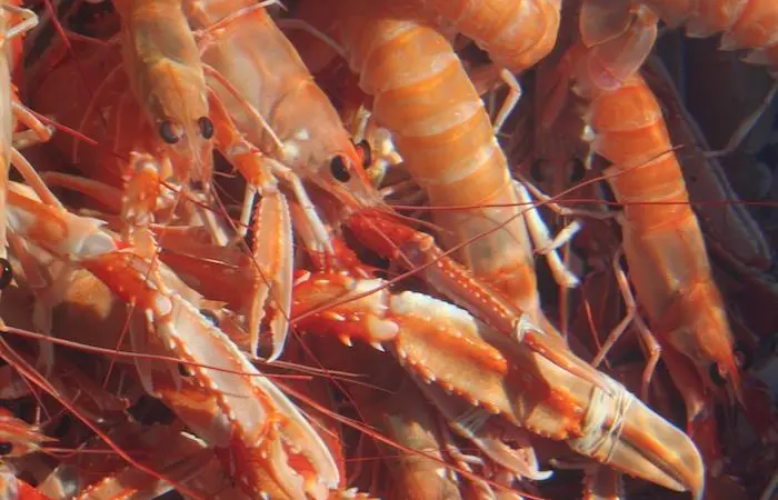 Finding the sweet spot for nephrops