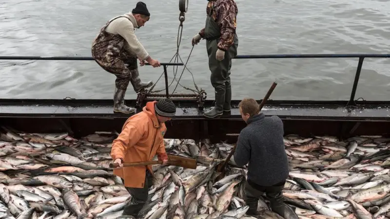 Reduced salmon catches over coming decade