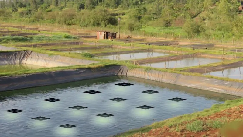 Solar lights have been shown to increase yield by 10% at a tilapia farm in China Photo: Signify