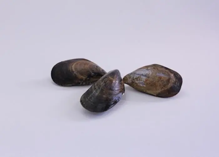 Understanding what toxins might play a role in the future is important in ensuring seafood is safe to eat Photo: The Marine Institute