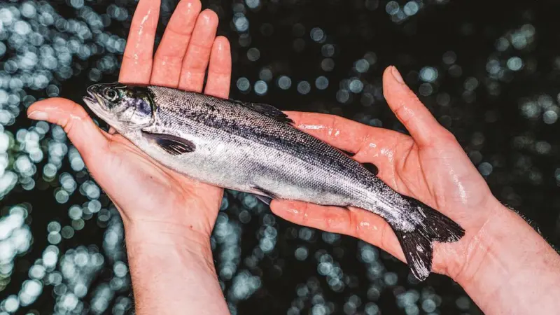 Scottish Sea Farms used no antibiotics in 2020 Photo: Scottish Sea Farms