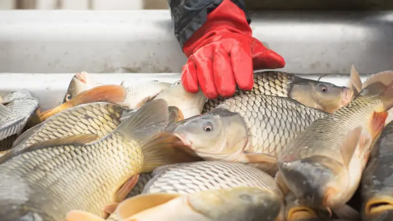 Aquaculture’s motor-driven potential
