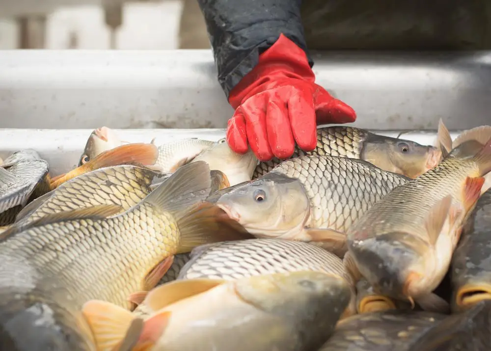 Aquaculture’s motor-driven potential